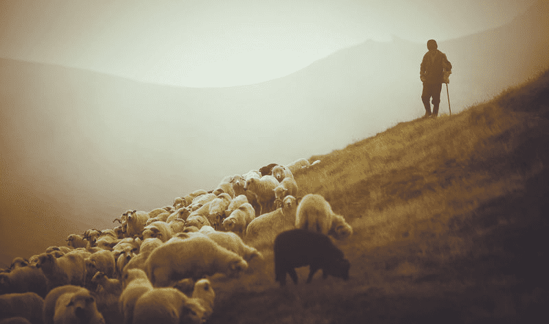 The Sheperd and His Sheep // John 10:1-30